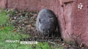 Do Zoo Praha přicestoval první vombat