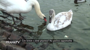 Čím krmit v zimě ptactvo? Na pečivo zapomeňte.