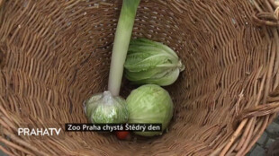 Zoo Praha chystá Štědrý den