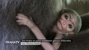 Zoo Praha se pyšní mládětem gibona stříbrného
