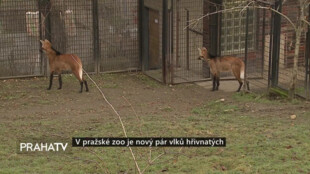 V pražské Zoo je nový pár vlků hřivnatých