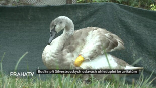 Buďte při Silvestrovských oslavách ohleduplní ke zvířatům