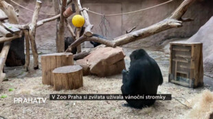 V Zoo Praha si zvířata užívala vánoční stromky