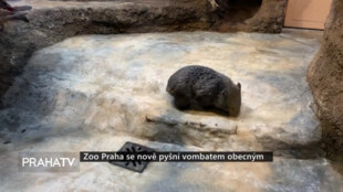 Zoo Praha se nově pyšní vombatem obecným