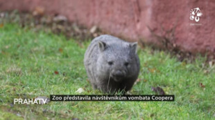Zoo představila návštěvníkům vombata Coopera