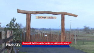 Zoopark Zelčín nabízí unikátní zážitek i v zimě