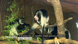 V pražské zoo se narodilo mládě guerézy pláštíkové