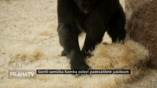 Gorilí samička Kamba oslaví padesátileté jubileum