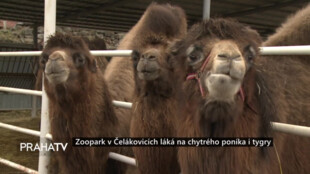 Zoopark v Čelákovicích láká na chytrého poníka i tygry