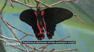 Papilonia je domovem stovek exotických motýlů