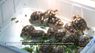 Terrabazar nabízí zvířata i chovatelské potřeby