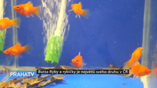 Burza Ryby a rybičky je největší svého druhu v ČR