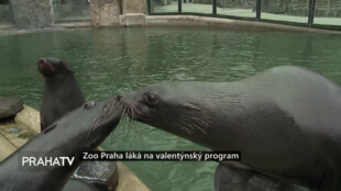 Zoo Praha láká na valentýnský program