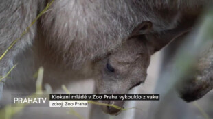 Klokaní mládě v Zoo Praha vykouklo z vaku