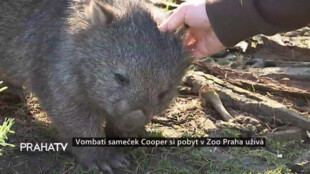 Vombatí sameček Cooper si pobyt v Zoo Praha užívá
