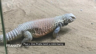 Plazi v Zoo Praha tančí a mění barvy