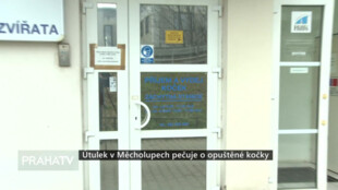Útulek v Měcholupech pečuje o opuštěné kočky