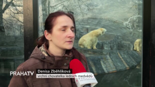 Zoo Praha bude v neděli patřit ledním medvědům