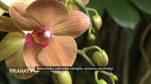 Botanická zahrada zahájila výstavu orchidejí