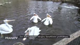Zoo Praha podpoří Ukrajinu benefičními prohlídkami
