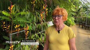 Botanická zahrada chystá výstavu motýlů