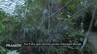 Zoo Praha opět otevřela pavilon Indonéská džungle
