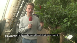 V Botanické zahradě opět létají tisíce motýlů