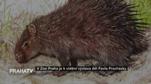 V Zoo Praha je k vidění výstava děl Pavla Procházky