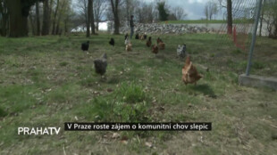 V Praze roste zájem o komunitní chov slepic