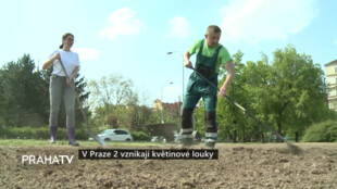 V Praze 2 vznikají květinové louky