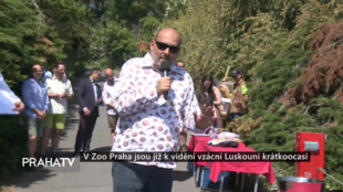 V Zoo Praha jsou již k vidění vzácní luskouni krátkoocasí