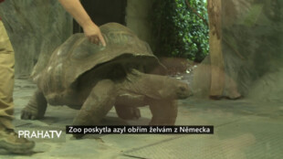 Zoo poskytla azyl obřím želvám z Německa