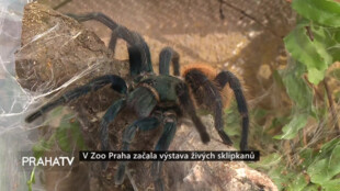 V Zoo Praha začala výstava živých sklípkanů