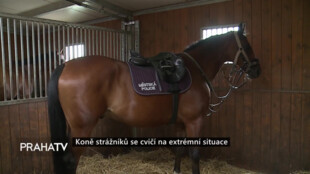 Koně strážníků se cvičí na extrémní situace