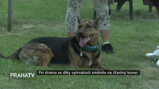 Psí drama se díky vytrvalosti změnilo na šťastný konec