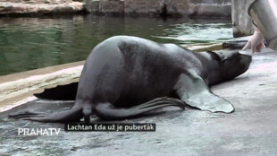 Lachtan Eda už je puberťák