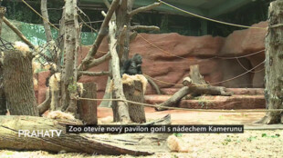 Zoo otevře nový pavilon goril s nádechem Kamerunu