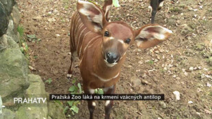 Pražská Zoo láká na krmení vzácných antilop