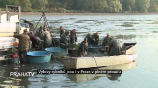 Výlovy rybníků jsou i v Praze v plném proudu