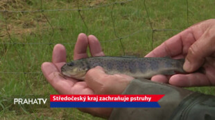 Středočeský kraj zachraňuje pstruhy