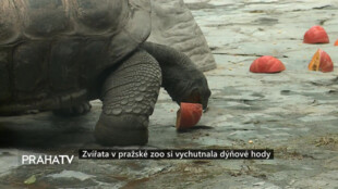 Zvířata v pražské zoo si vychutnala dýňové hody