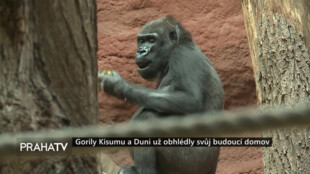 Gorily Kisumu a Duni už obhlédly svůj budoucí domov