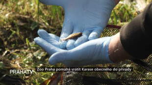 Zoo Praha pomáhá vrátit Karase obecného do přírody
