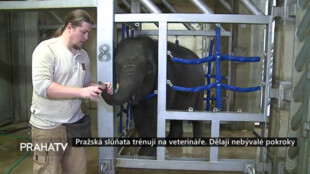 Pražská slůňata trénují na veterináře. Dělají nebývalé pokroky