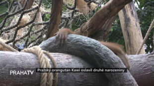 Pražský orangutan Kawi oslavil druhé narozeniny