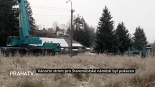 Vánoční strom pro Staroměstské náměstí byl pokácen