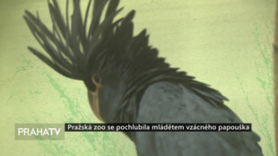 Pražská zoo se pochlubila mládětem vzácného papouška