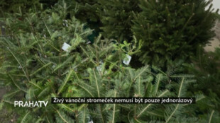 Živý vánoční stromeček nemusí být pouze jednorázový