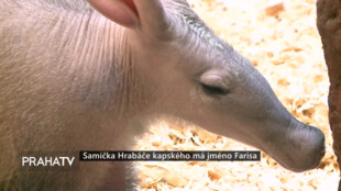 Samička hrabáče kapského má jméno Farisa