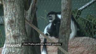 Zoo Praha pokřtila mládě guerézy